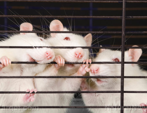 University of Saskatchewan studies ‘humanized mice’ using aborted fetal tissue
