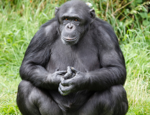 Widespread expansion of personhood to animals and nature raises concerns